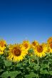 field of sunflowers