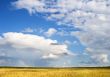 summer landscape