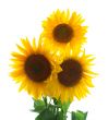 three sunflowers
