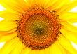 sunflower background