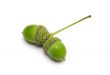 pair of acorns