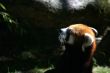 Red panda	