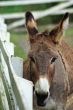 Donkey