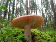 Mushrooms