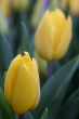The Tulip.