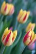 The Tulip.