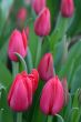 The Tulip.