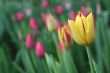 The Tulip.