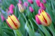 The Tulip.