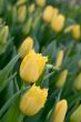The Tulip.