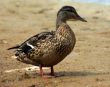 The Duck.