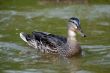 The Duck.