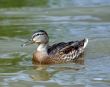 The Duck.