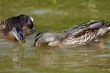 The Duck.
