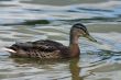 The Duck.