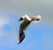 The Sea gull.