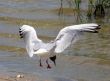 The Sea gull.