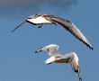 The Sea gull.
