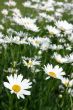 The White daisywheels.
