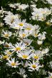The White daisywheels.