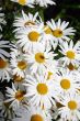 The White daisywheels.