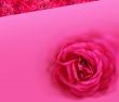 The Red rose.