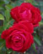 The Red rose.