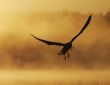 The Sea gull.