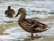 The Duck.
