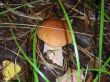 Cep