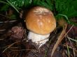 Cep
