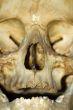 skull detail