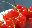 Red berries
