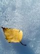 Autumn leaf on snow