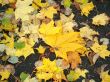 Autumn leaves
