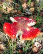 Beautiful  toadstool