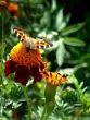 Butterfly on flower