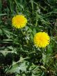 Flowers dandelions