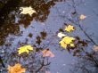 Autumn leaves in water