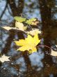 Autumn leaves in water