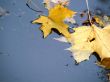 Autumn leaves in water