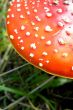 Red mushroom
