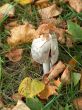 Autumn. Mushroom in leafs.