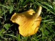 Orange mushroom in grass
