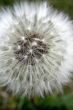 Fluffy dandelion