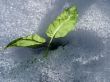 Green leaves in snow