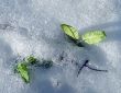 Green leaves in snow