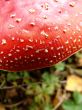 Mushroom toadstool