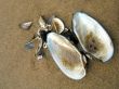 Cockleshells on sand