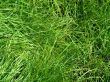 Green grass